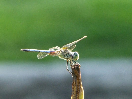 Tower Grove Park Tower Grove Park