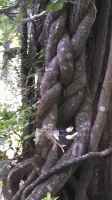 Magnolia Plantation and Gardens Magnolia Plantation and Gardens