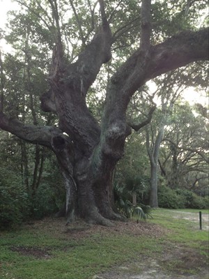 Charles Towne Landing Charles Towne Landing