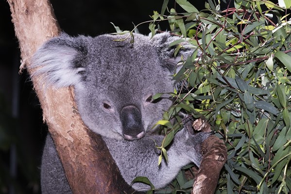 Riverbanks Zoo & Garden Riverbanks Zoo & Garden