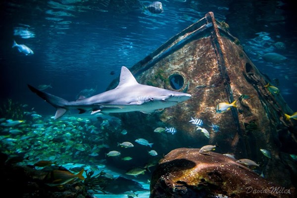 Ripley's Aquarium of the Smokies Ripley's Aquarium of the Smokies