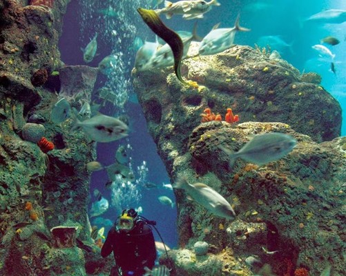 South Carolina Aquarium South Carolina Aquarium