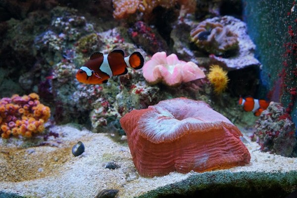 Tennessee Aquarium Tennessee Aquarium