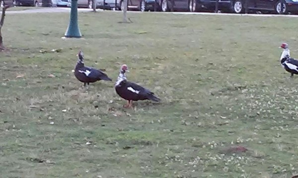 Avondale Park Avondale Park