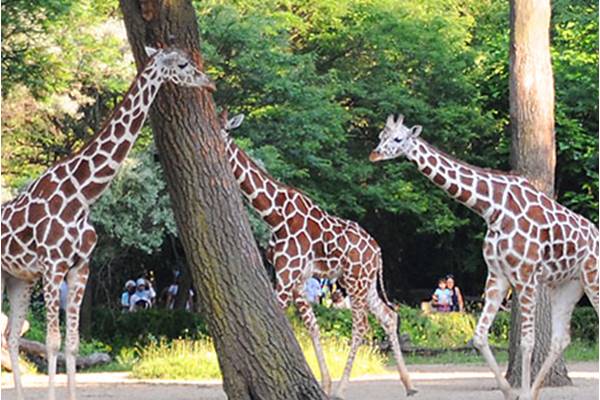 Habitat Africa: The Savannah Habitat Africa: The Savannah