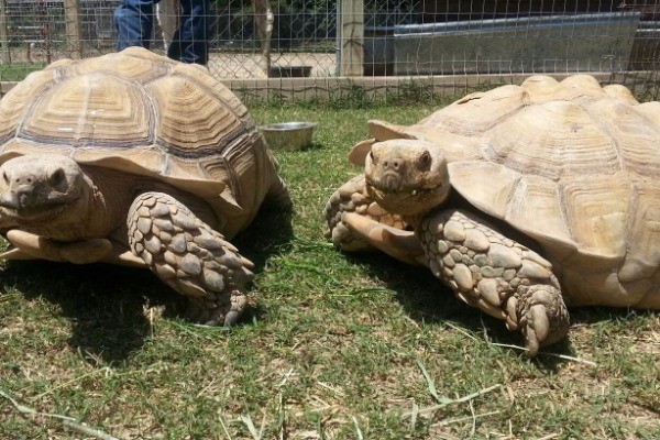 Tennessee Valley Zoo Tennessee Valley Zoo