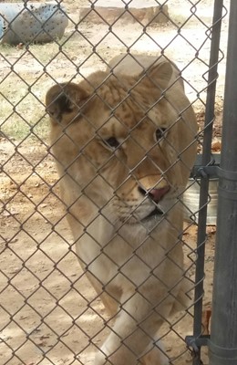 Tigers For Tomorrow Wild Animal Preserve, Inc. Tigers For Tomorrow Wild Animal Preserve, Inc.